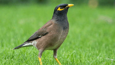 Birds