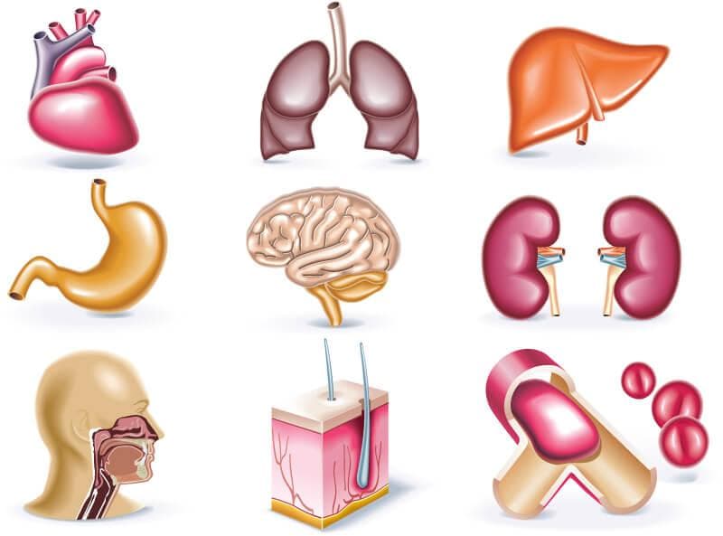 Body Parts