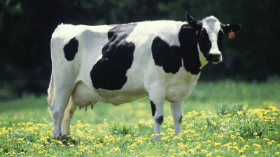 Domestic animals