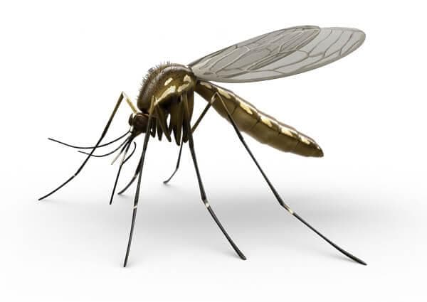 Insects