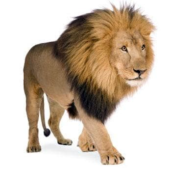Wild animals
